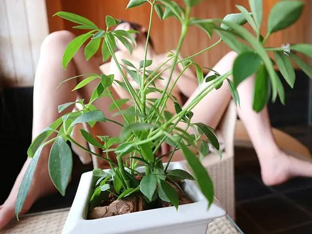 熟女パフォーマーSAKURAx77画像17